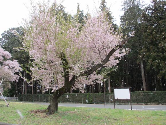 桜と雪